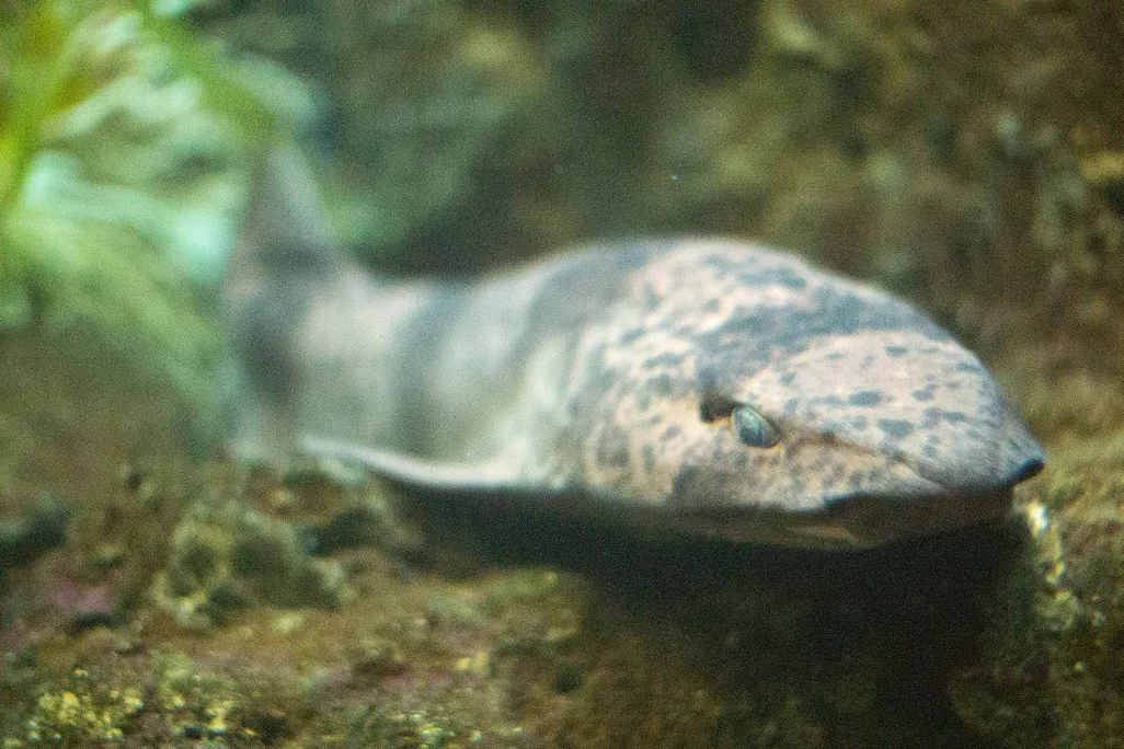 Image of draughtboard shark, a speckled bottom-dwelling fish, at the shedd aquarium