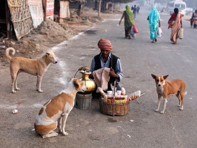 Researchers in India studied whether 160 stray dogs would react to commands like gesturing toward a bowl. This image, taken in 2012, shows street dogs surrounding an Indian tea vendor in Allahabad.