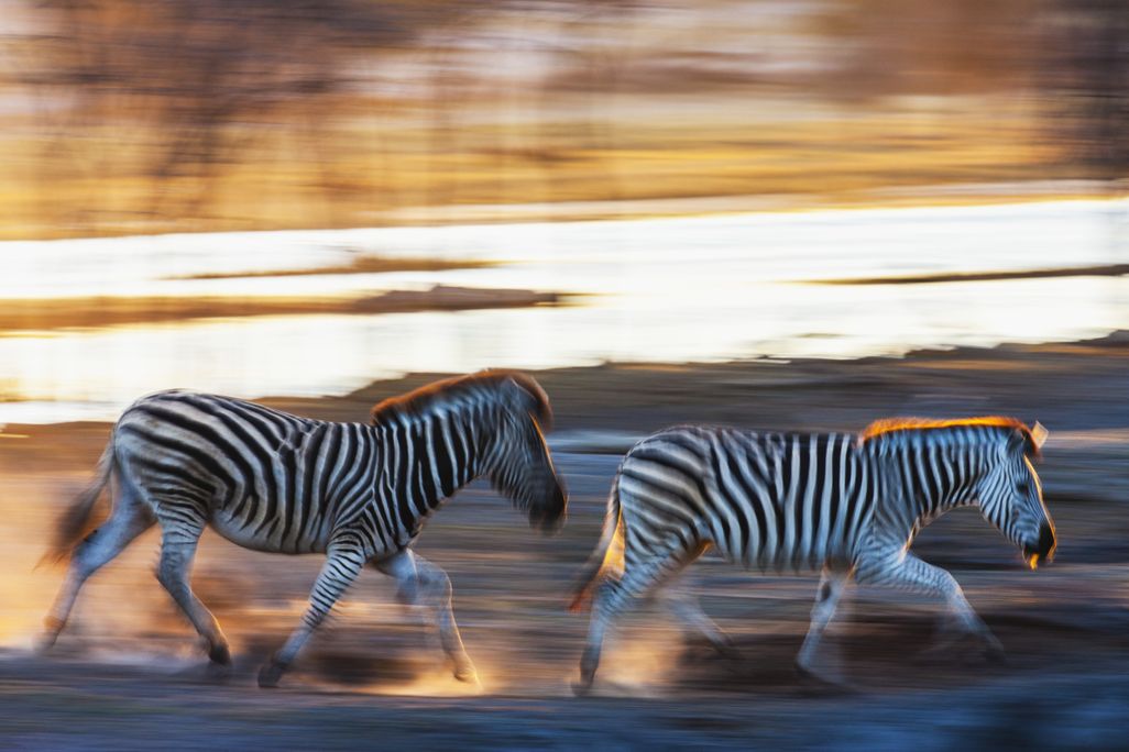 zebra
