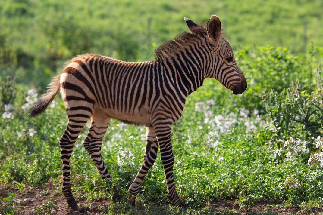 A young Hartmann's mountain zebra colt stands in a grassy pasture at the Smithsonian Conservation Biology Institute. It has striped skin, big ears and a coarse mane.