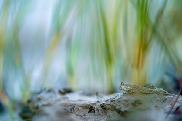 Mudskipper In Aurora thumbnail