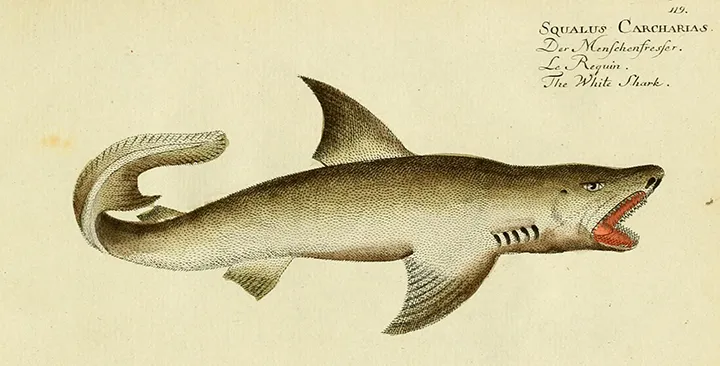 Sharks Were Once Called Sea Dogs, And Other Little-Known Facts