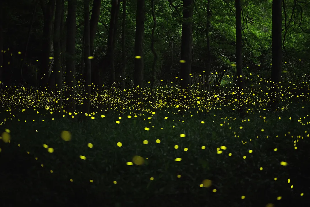 Fireflies lighting a wooded area