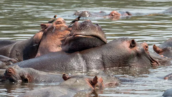 Hippos at rest thumbnail