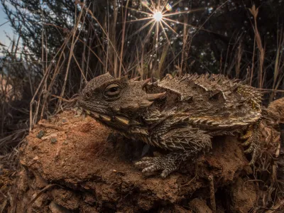 The coast horned lizard (Phrynosoma blainvillii) depends on chaparral habitat to survive. It has declined across much of its range due to habitat loss, whether from development or invasion of non-native grasses. After fires, non-native grasses often fill in habitat and create problems for the species.