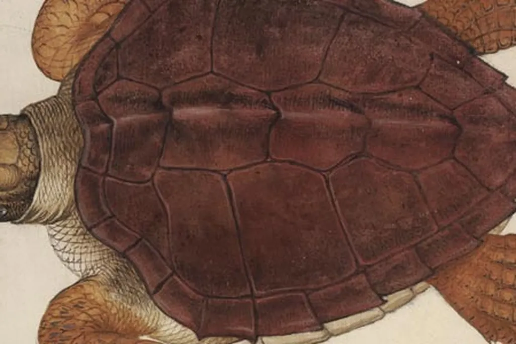 John White illustration of an Atlantic loggerhead