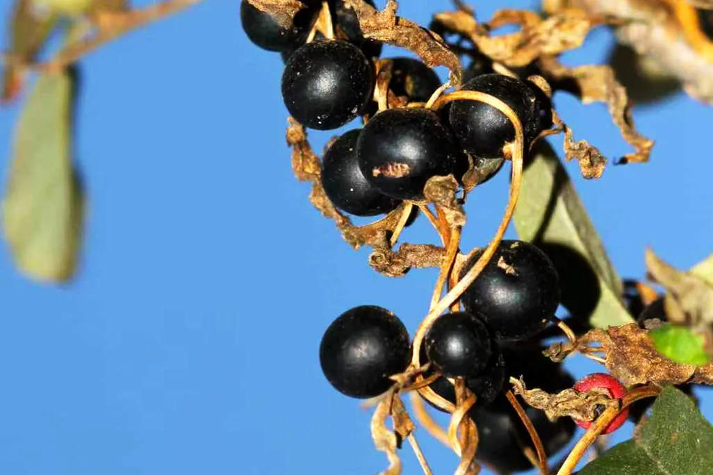 Berry-like orbs growing from a plant