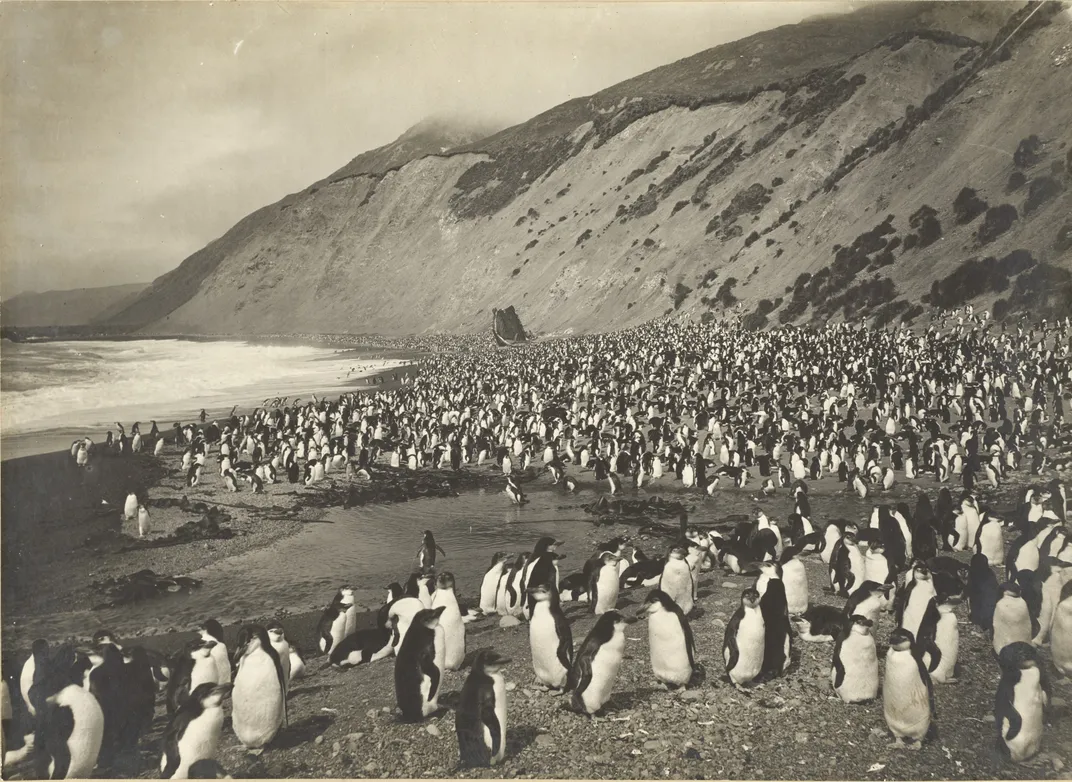 Black and white photo of penguins
