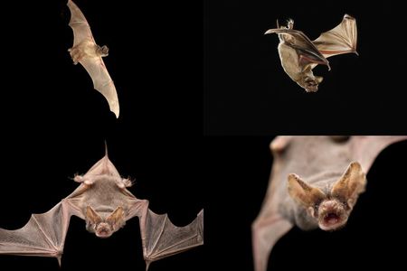A large colony of Mexican free-tailed bats can consume an estimated 250 tons of insects in a single night.