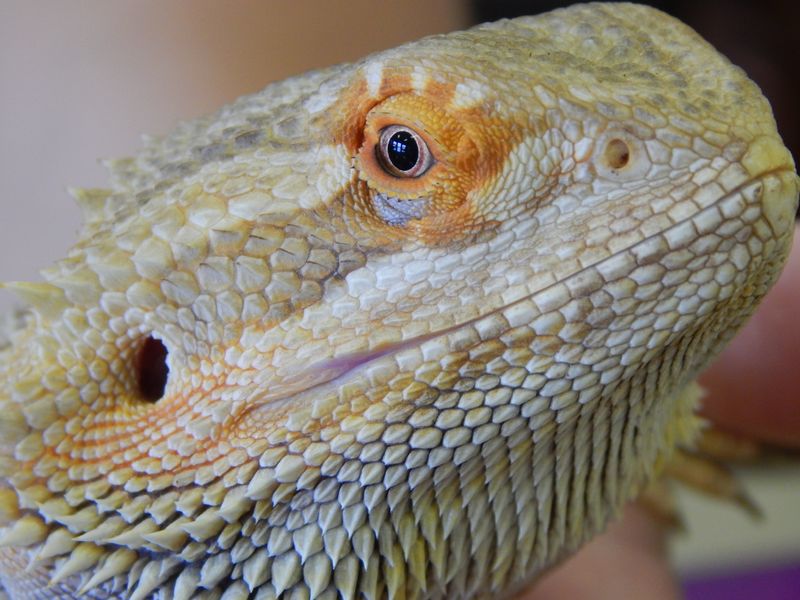 A female Bearded Dragon at the Martinsburg, WV Humane Society