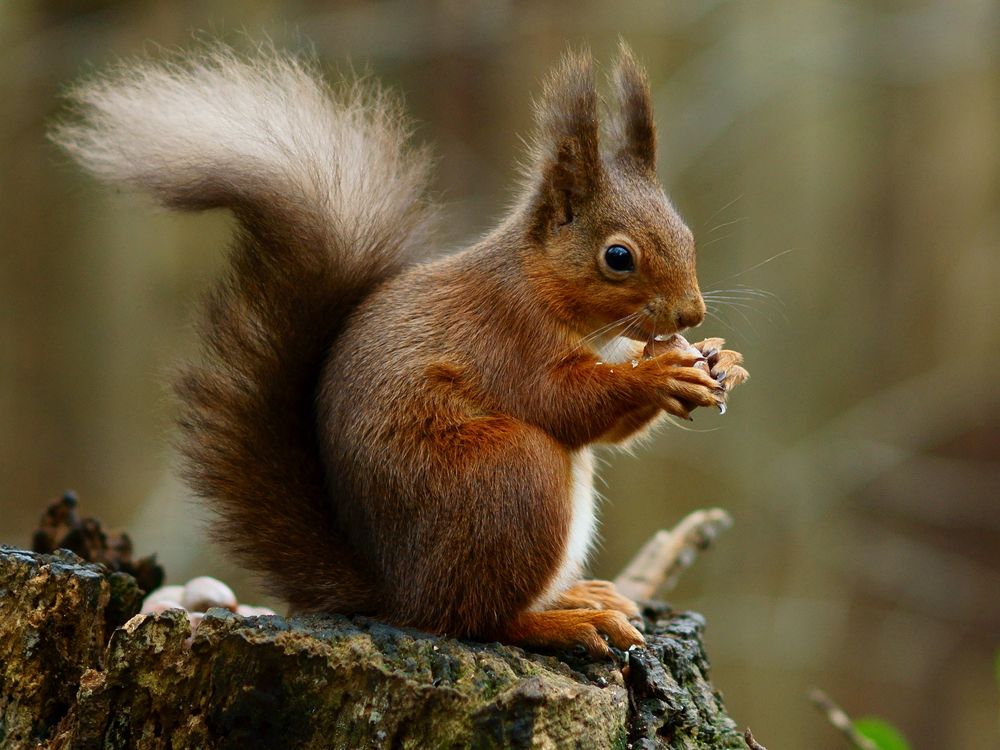 Red squirrel