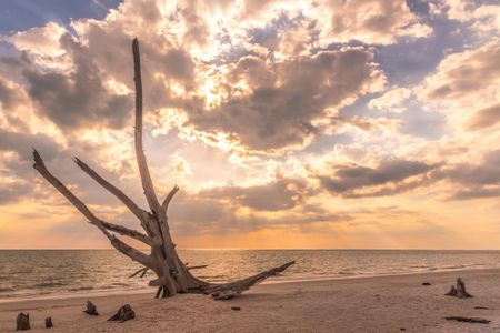 Driftwood rises out of the sand at Lovers Key. 