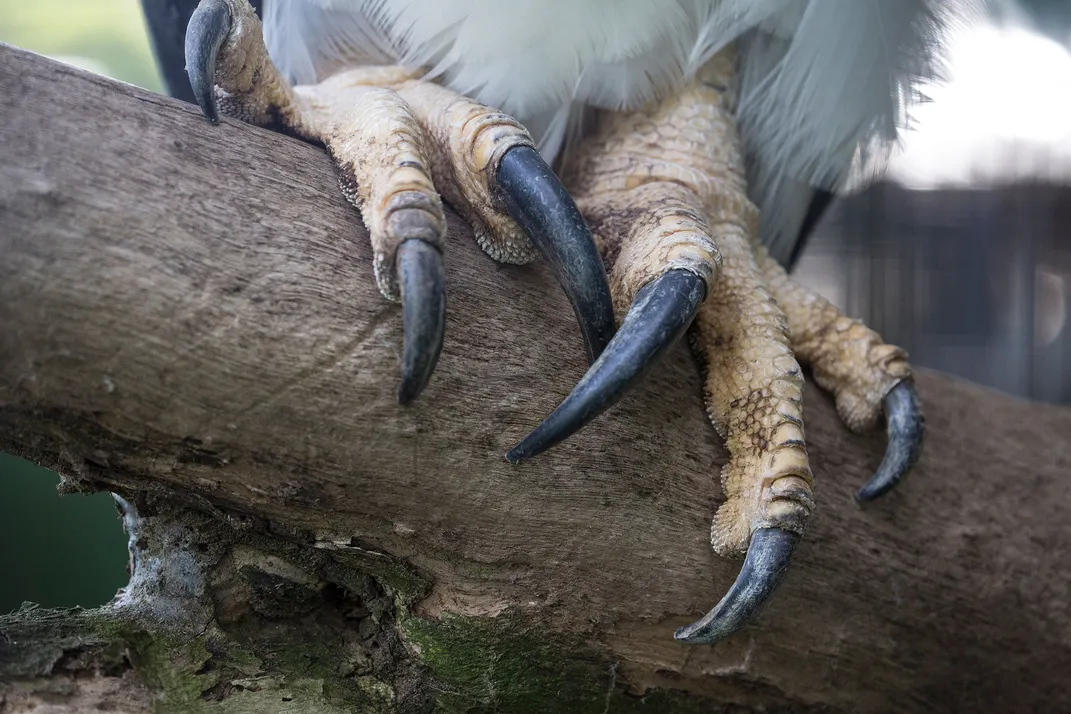 Harpy Eagle Talons