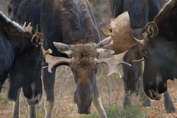 Bull moose trio sparring thumbnail