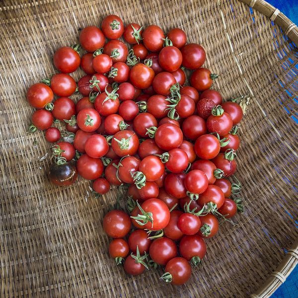 Red cherry tomatoes in a basket at the Amador Farmers' Market thumbnail