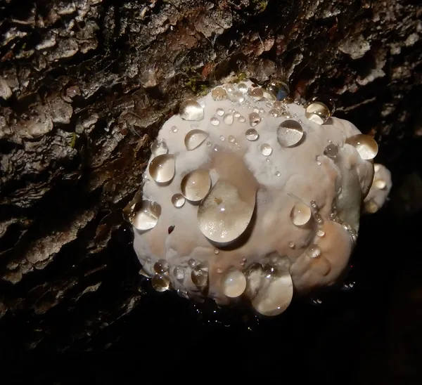 Fungus in Bog thumbnail