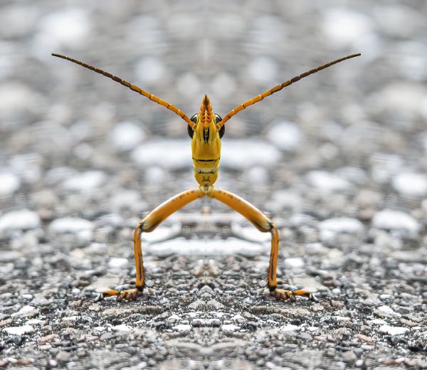 Digitally Altered Grasshopper thumbnail