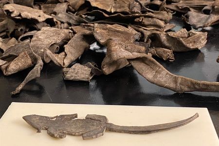 Found at the Roman fort of Vindolanda, this piece of leather was cut into the shape of a mouse.