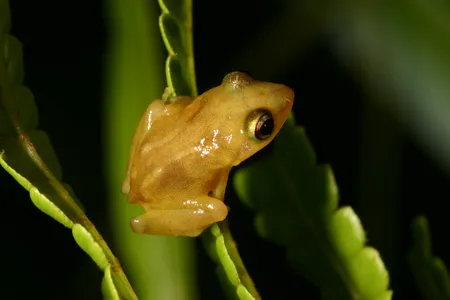A coqui frog perches on a branch in Puerto Rico. 