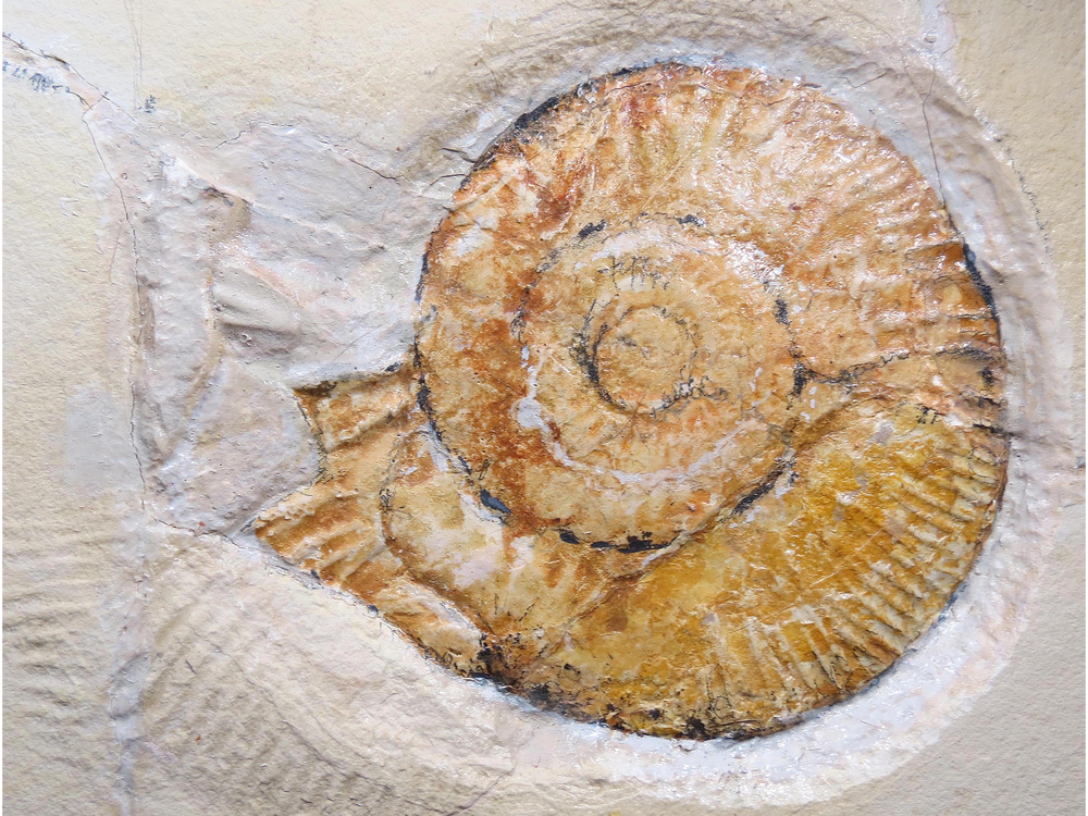 Ammonite