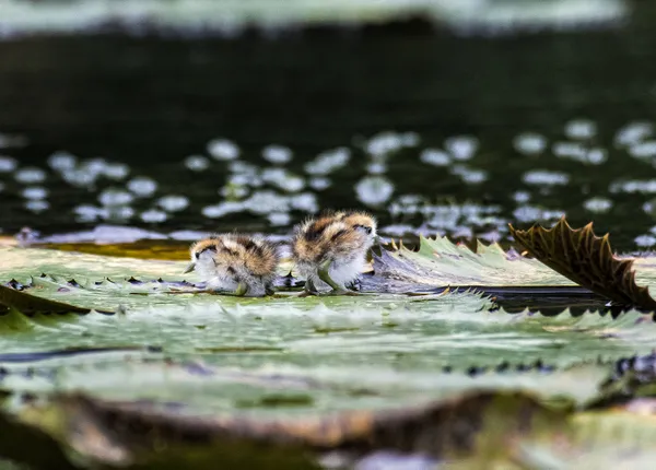 Little Chicks thumbnail