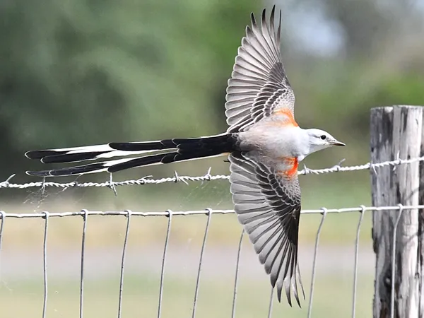 Scissor-tailed flycatcher in flight thumbnail