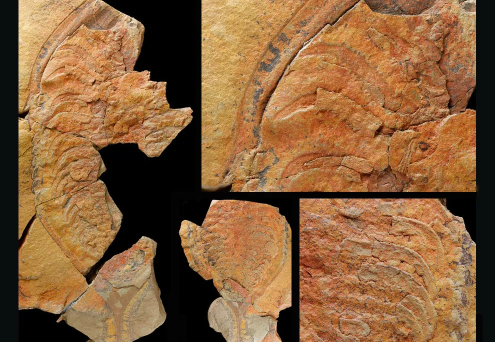 Trilobites