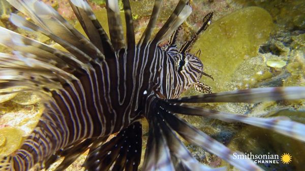Preview thumbnail for Lionfish Are a Plague. Can Training Sharks to Eat Them Work?
