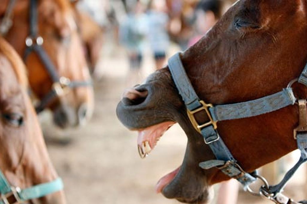 horse-neighing-631.jpg