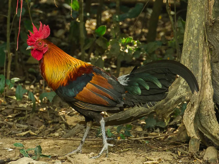 Red Junglefowl Rooster