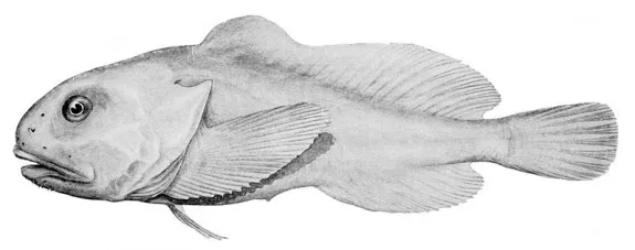 The World's Ugliest Animal blobfish looks ugly when out of water because  of its low-density flesh. Under the deep sea the fish looks normal because  the pressure compresses it to normal state. 