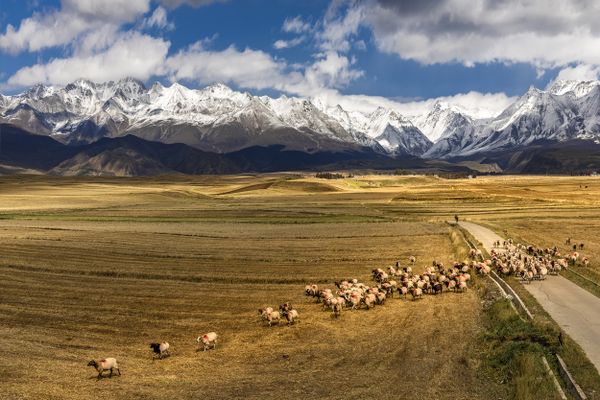 Sheep at the foot of mountains thumbnail