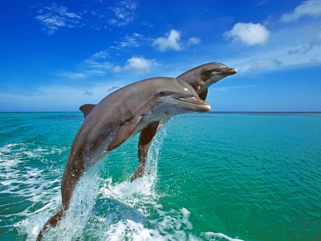 Bottlenose Dolphins Breaching