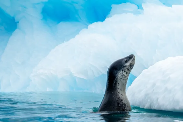 surveilling thumbnail