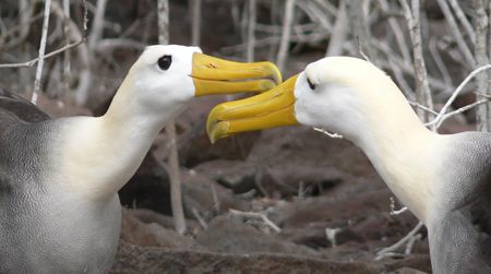 Two waved albatrosses, the only tropical albatross species, courting one another on the Galapagos Islands.