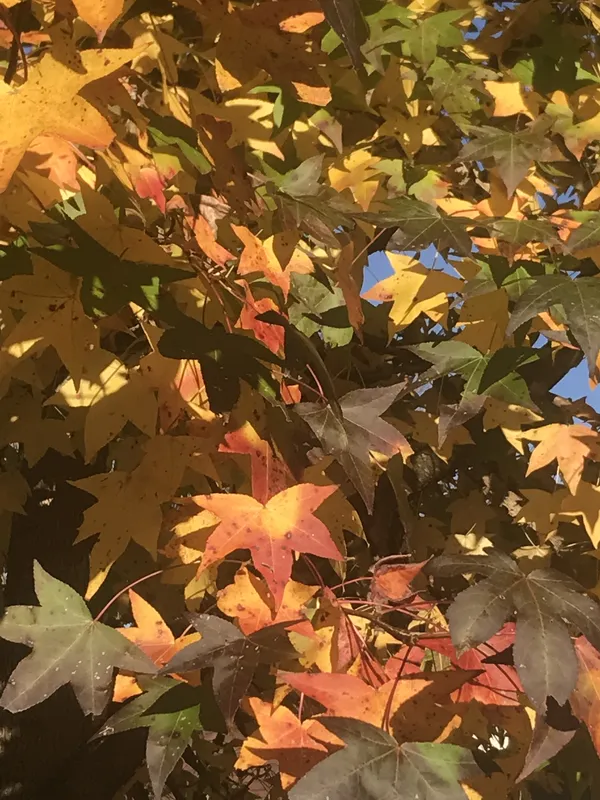 All Autumn in One Tree thumbnail