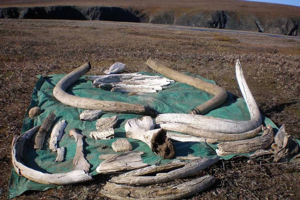 Collection of mammoth tusks, teeth and bones on a tarp on the ground