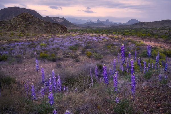Chisos Bluebonnets in the superbloom of 2019 in Big Bend National Park thumbnail