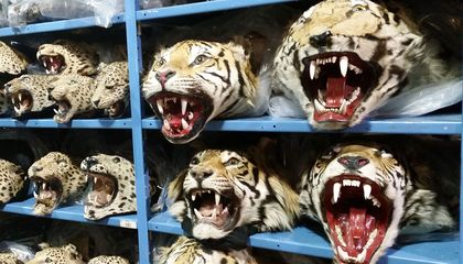 A Look Inside Wildlife Crime Scene Investigators