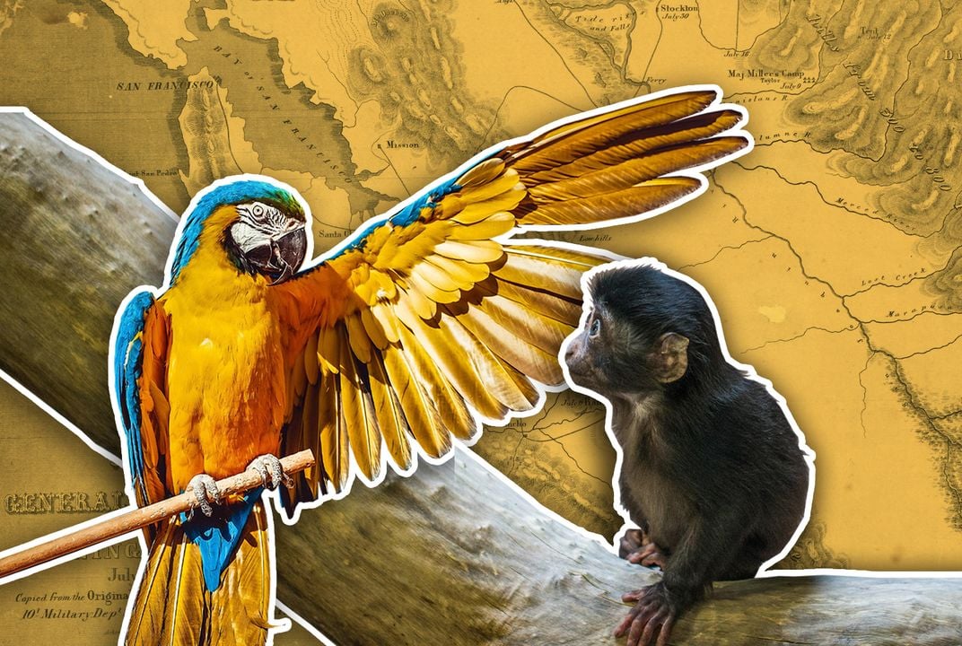 The Monkeys and Parrots Caught Up in the California Gold Rush | Science|  Smithsonian Magazine