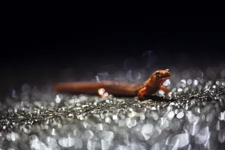 A rare sighting of a northern spring salamander on migration night. These nocturnal creatures spend their days hiding under logs and stones.