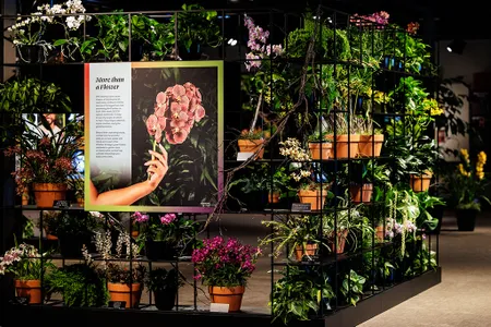 Exhibition space featuring orchids