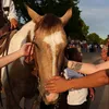 These 15 Majestic Photos Show Just Why Humans Adore Horses icon