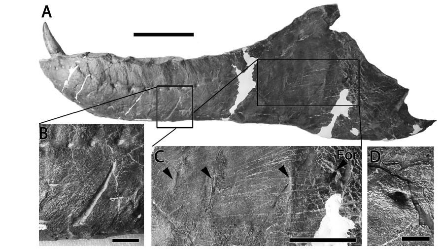 20110520083319albertosaurus-jaw-pathologies.jpg