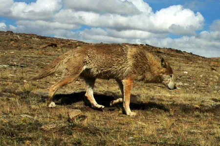 In the high altitudes of the Himalayas, many wolves have developed distinct traits from their gray wolf cousins. 