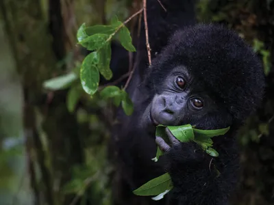 SOCIAL MEDIA OPENER In Uganda’s Mgahinga National Park, a 14-month-old male named Imbanzabigwi is poised to transition from mother’s milk to foraging.
