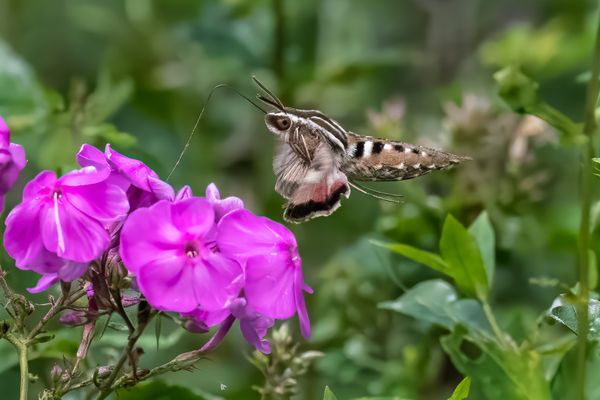 White-lined Hummingbird Moth thumbnail
