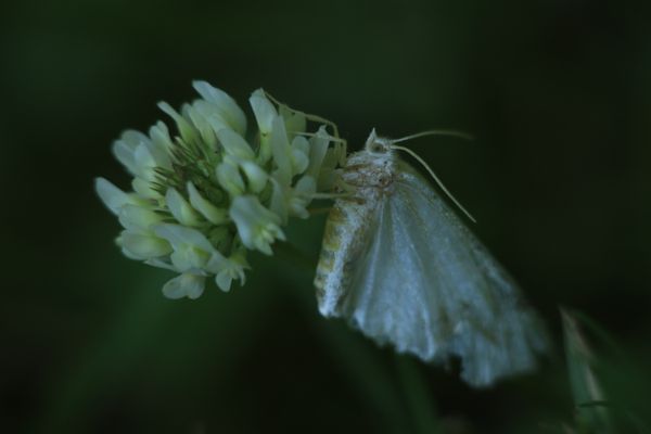 Tiny White Moth on White Clover thumbnail