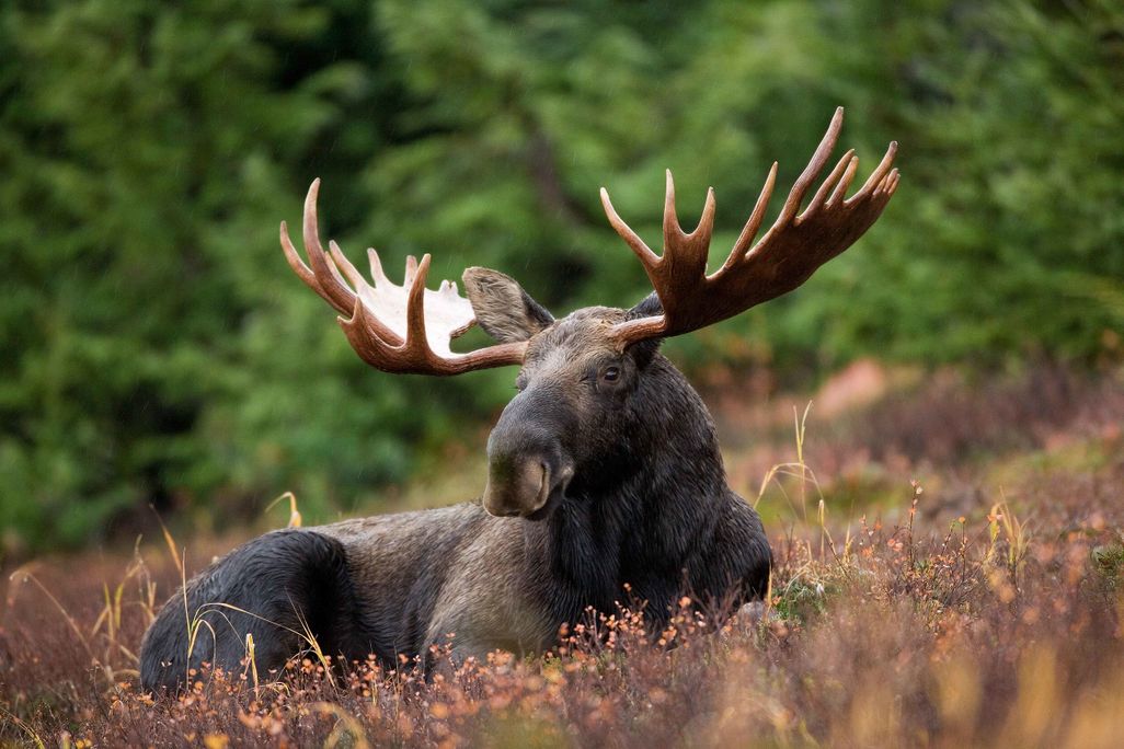 An image of a male moose laying down in a forest