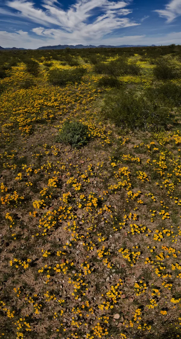 Poppy Blooms, Organ Pipe Cactus National Monument, Arizona thumbnail